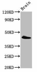 PEX13 Antibody (PACO57376)