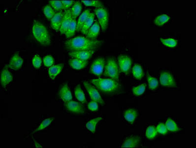 SRGAP3 Antibody (PACO57992)