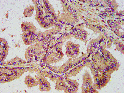 NDN Antibody (PACO58440)