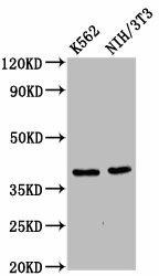ZNF367 Antibody (PACO59944)