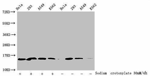 Crotonyl-HIST1H2BC (K16) Antibody (PACO60501)