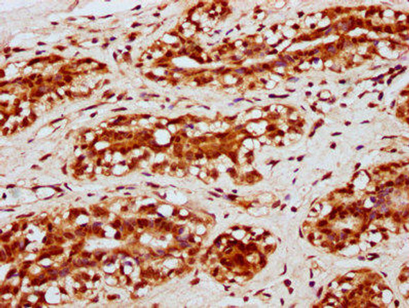 HIST1H2BC (Ab-120) Antibody (PACO60634)