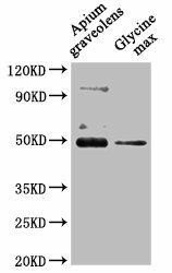 CRD1 Antibody (PACO62087)