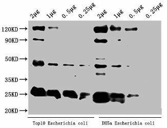 alaA Antibody (PACO62431)