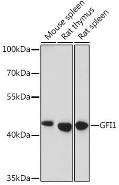 Anti-GFI1 Antibody (CAB16862)