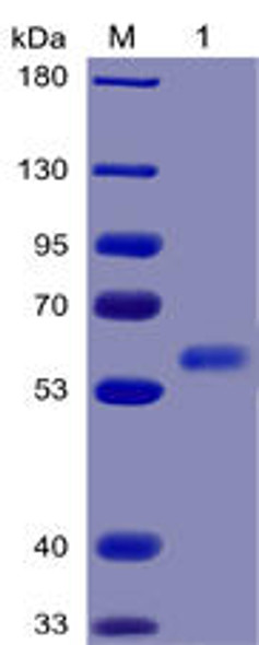 Human FLT3 Ligand Recombinant Protein (mFc-His Tag) (HDPT0033)