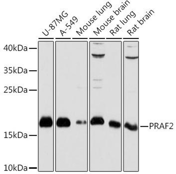 Anti-PRAF2 Antibody (CAB18421)