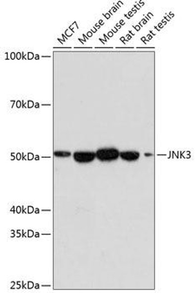 Anti-JNK3 Antibody (CAB19075)