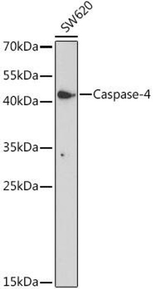 Anti-Caspase-4 Antibody (CAB19305)