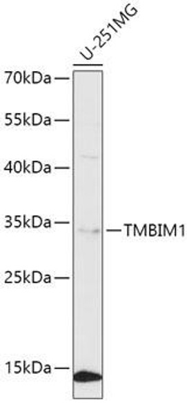 Anti-TMBIM1 Antibody (CAB8249)