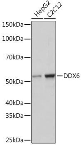 Anti-DDX6 Antibody (CAB9634)