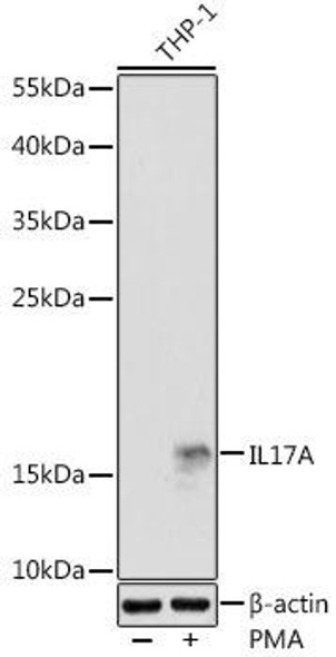 Anti-IL-17A Antibody (CAB0688)