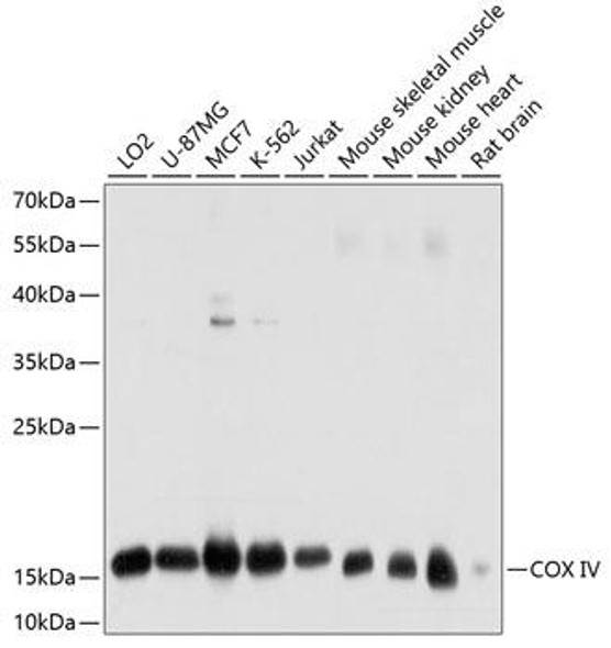 Anti-COX IV Mouse Monoclonal Antibody (CAB10098)