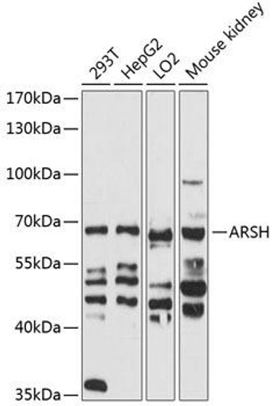 Anti-ARSH Antibody (CAB12664)