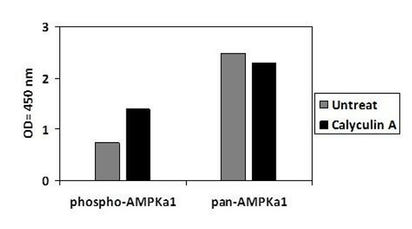 Human, Mouse and Rat Phospho-AMPKa1 (S487) and Total AMPKa1 PharmaGenie ELISA Kit (SBRS1748)