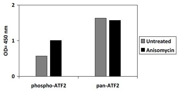 Human and Mouse Phospho-ATF2 (Thr69/71) and Total ATF2 PharmaGenie ELISA Kit (SBRS1752)