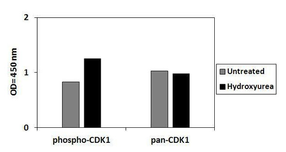 Human Phospho-CDK1 (T161) and Total CDK1 PharmaGenie ELISA Kit (SBRS1771)