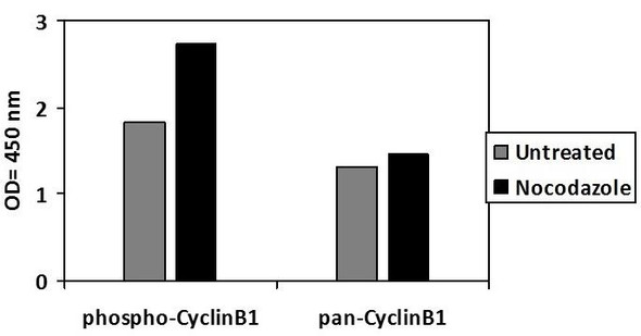 Human Phospho-DDR1 (Y792) PharmaGenie ELISA Kit (SBRS1783)