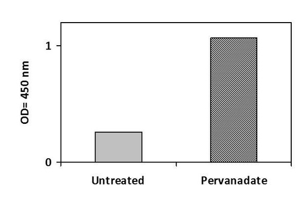 Human Phosphotyrosine TrkB PharmaGenie ELISA Kit (SBRS2004)