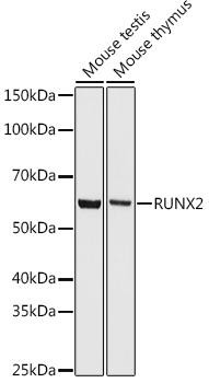 RUNX2 Rabbit Monoclonal Antibody (CAB11753)