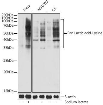 Pan Lactic acid-Lysine Rabbit Polyclonal Antibody (CAB18831)