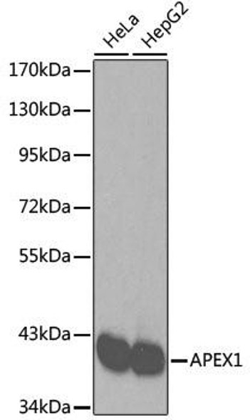 Anti-APEX1 Antibody (CAB2587)[KO Validated]