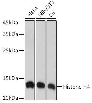 Histone H4 Rabbit Monoclonal Antibody (CAB19815)