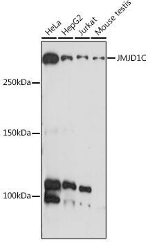 JMJD1C Rabbit Polyclonal Antibody (CAB20153)