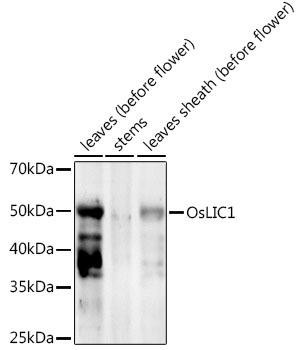 OsLIC1 Rabbit Polyclonal Antibody (CAB20369)