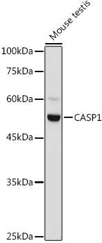 CASP1 Rabbit Polyclonal Antibody (CAB20470)