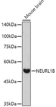 NEURL1B Rabbit Polyclonal Antibody (CAB20479)