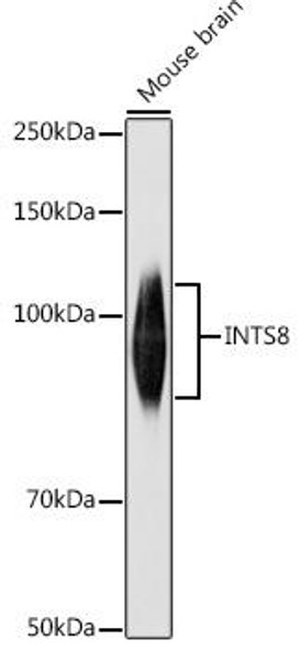 INTS8 Rabbit Polyclonal Antibody (CAB20513)