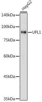 UFL1 Rabbit Polyclonal Antibody (CAB20528)