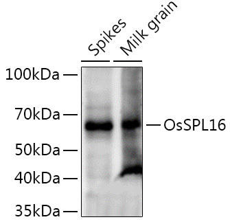 OsSPL16 Rabbit Polyclonal Antibody (CAB20573)