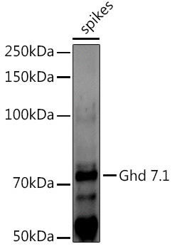 Ghd 7.1 Rabbit Polyclonal Antibody (CAB20584)