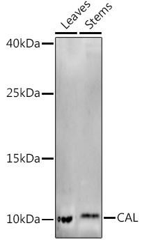 CAL Rabbit Polyclonal Antibody (CAB20639)