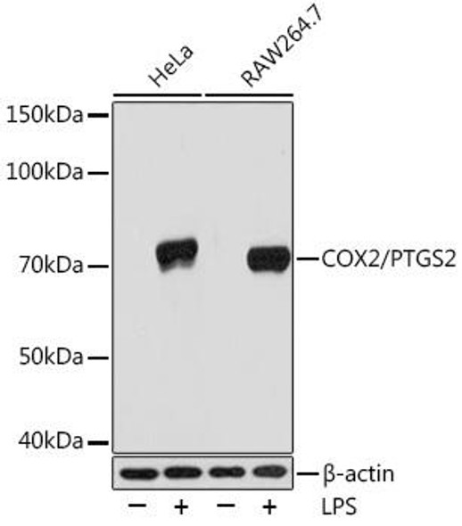 Cox2 Rabbit Monoclonal Antibody (CAB3560)