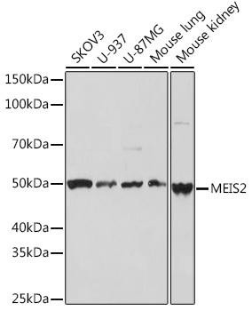 MEIS2 Rabbit Monoclonal Antibody (CAB3566)
