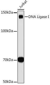 Anti-DNA Ligase I Antibody (CAB9301)