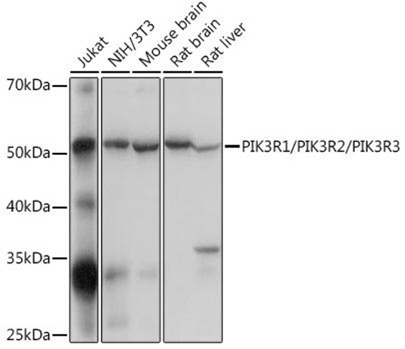 Anti-PIK3R1/PIK3R2/PIK3R3 Antibody (CAB18355)