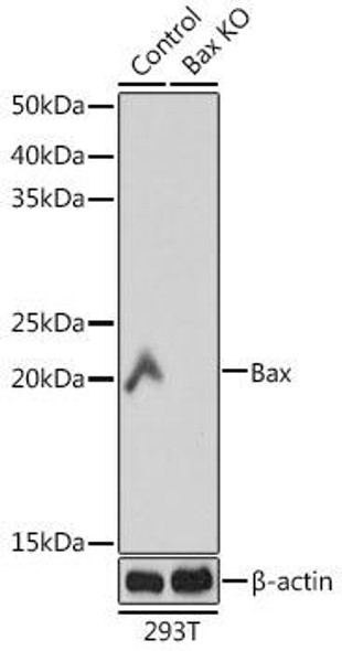 Anti-Bax Antibody (CAB18642)[KO Validated]