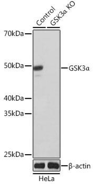 Anti-GSK3Alpha Antibody [KO Validated] (CAB19060)