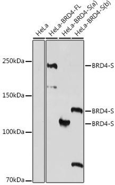 Anti-BRD4-S Antibody (CAB20019)[KO Validated]