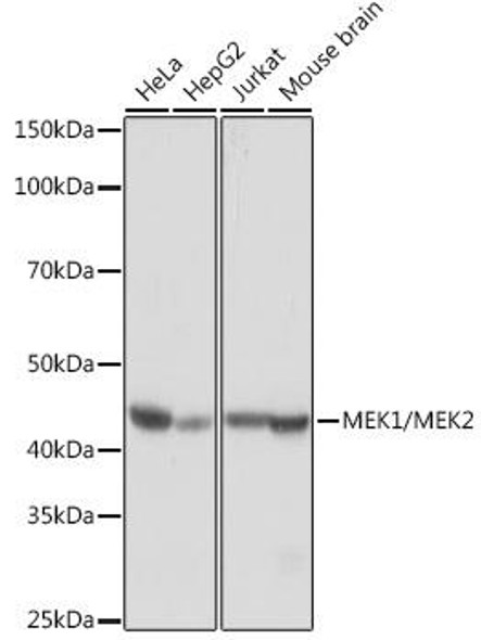 Anti-MEK1/MEK2 Antibody (CAB4868)