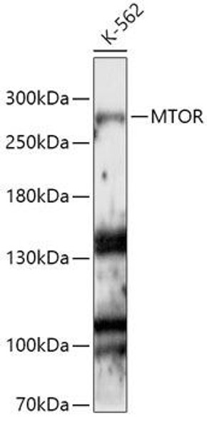 Anti-mTOR Antibody (CAB11345)