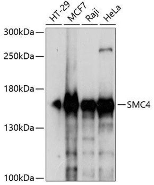 Anti-SMC4 Antibody (CAB13933)