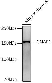 CNAP1 Monoclonal Antibody (CAB9391)