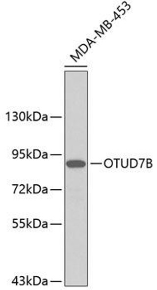 Anti-OTUD7B Antibody (CAB4877)