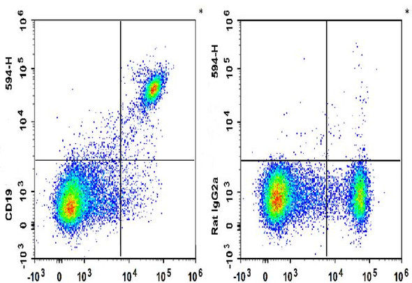 PE/GenieFluor 594 Anti-Mouse CD19 Antibody [1D3] (AGEL3169)