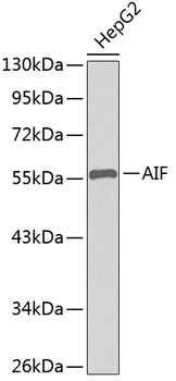 AIF Polyclonal Antibody (CAB0811)